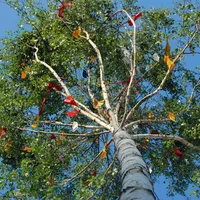 maibaum.jpg